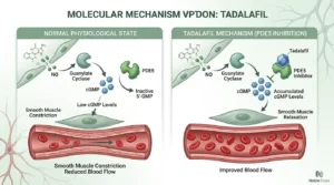 Tadalafil molecular mechanism showing PDE5 enzyme inhibition and cGMP preservation for blood flow